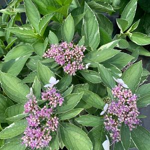 Hydrangea macrophylla Mariesii/Variegata