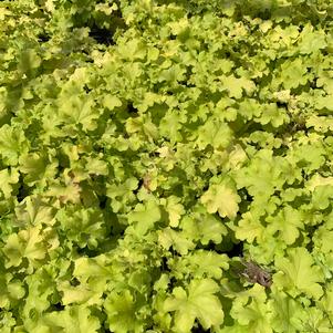 Heuchera Apple Twist