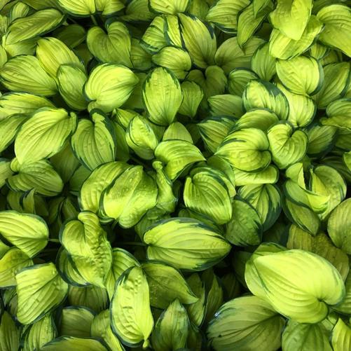 Hosta Guacamole