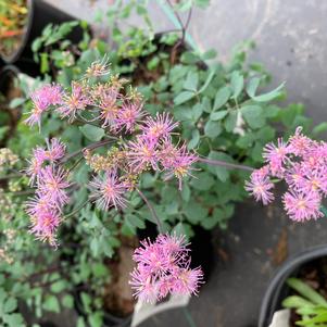 Thalictrum rochebruneanum Yulia