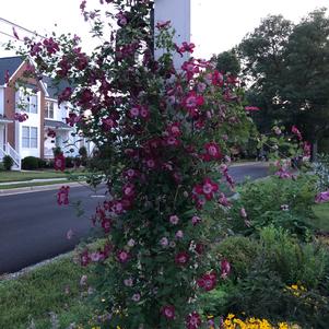 Clematis Avant-Garde