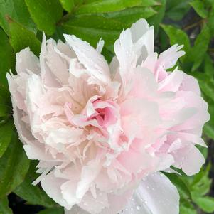 Paeonia Pecher