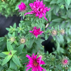 Aster novae angliae Vibrant Dome