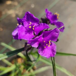 Tradescantia andersoniana group Concord Grape