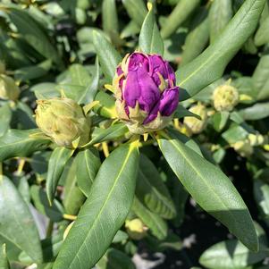 Rhododendron Purpureum Elegans