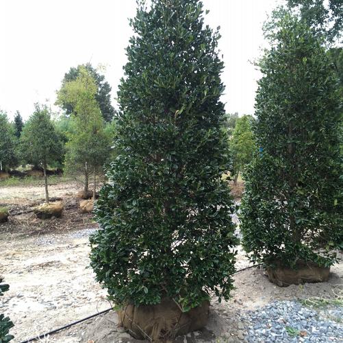 Ilex X Nellie R. Stevens