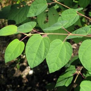 Cercidiphyllum japonicum 