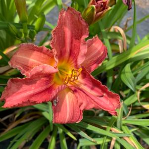 Hemerocallis Rosy Returns