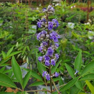 Vitex agnus-castus Blue Diddley® (pp26614) 