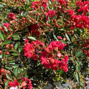 Lagerstroemia indica Cherry Dazzle