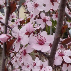 Prunus cerasifera Krauter Vesuvius