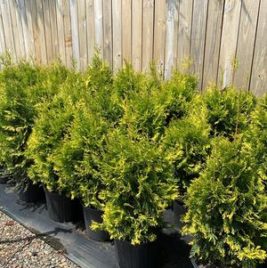 Thuja occidentalis Yellow Ribbon