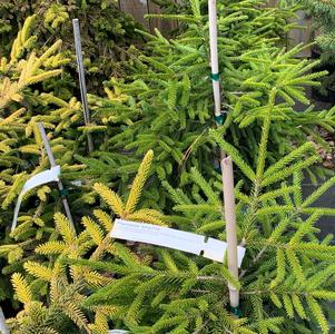 Picea orientalis Spring Frost