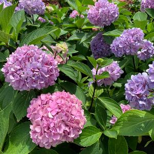 Hydrangea macrophylla Nigra