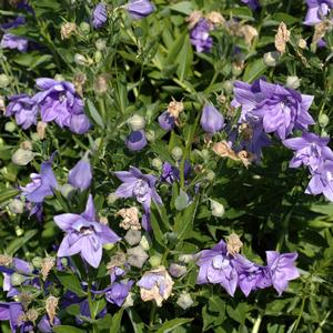 Platycodon grandiflorus Double Blue