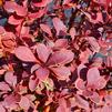 Berberis thunbergii Orange Rocket(PP18411)