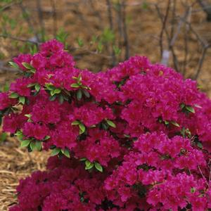 Azalea-Rhododendron Girard hybrid Girards Fuchsia