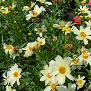 Coreopsis Big Bang Polaris