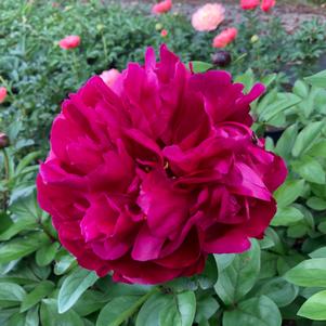 Paeonia lactiflora Red Sarah Bernhardt