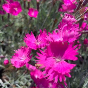 Dianthus gratianopolitanus Fire Witch