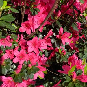 Azalea-Rhododendron Glen Dale hybrid Prudence Pink