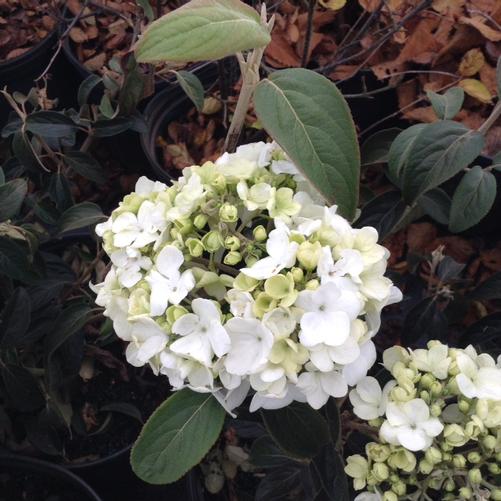 Viburnum Macrocephalum 