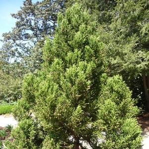 Cryptomeria japonica Black Dragon