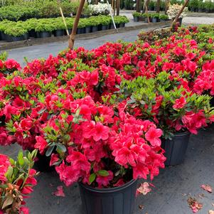 Azalea-Rhododendron Back Acre hybrid Red Slippers