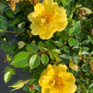 Rosa Oso Easy® Lemon Zest® (pp26914) 