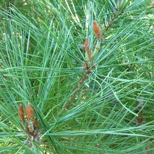 Pinus densiflora Umbraculifera