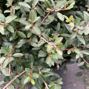 Ilex vomitoria Bordeaux® 