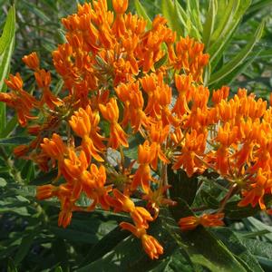 Asclepias tuberosa 