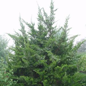 Juniperus virginiana 