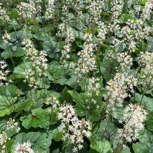 Tiarella cordifolia Brandywine