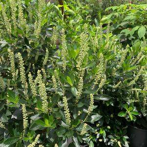 Clethra alnifolia Sixteen Candles