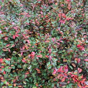 Cotoneaster apiculatus Tom Thumb