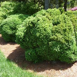 Buxus sempervirens x sinica hyb Green Velvet