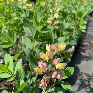 Baptisia x Pink Lemonade