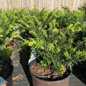 Cephalotaxus harringtonia Yewtopia®