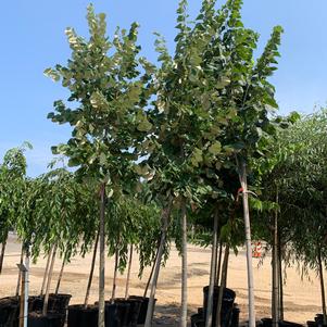 Tilia tomentosa Sterling