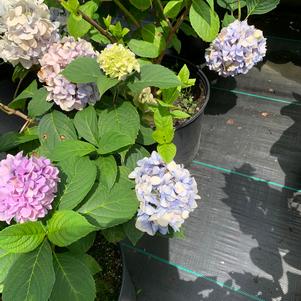 Hydrangea macrophylla Nikko Blue