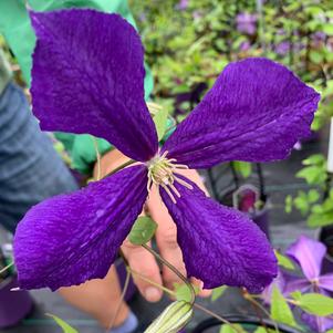 Clematis Jackmanii Superba