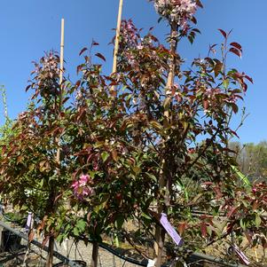 Malus Pink Spires