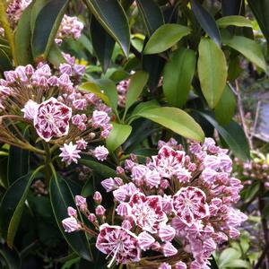 Kalmia latifolia Carousel