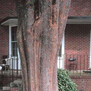 Ulmus parvifolia Allee® 