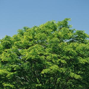 Zelkova serrata 