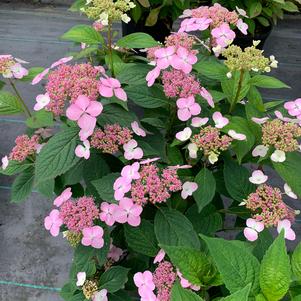 Hydrangea serrata Bluebird