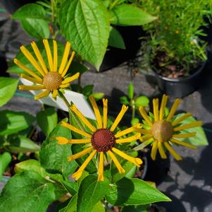 Rudbeckia subtomentosa Henry Eilers