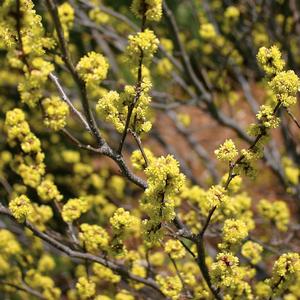 Lindera benzoin 