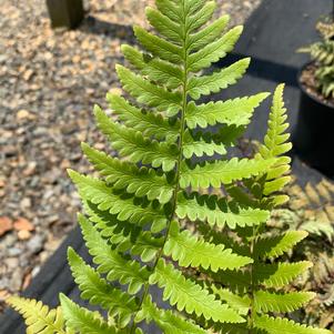 Fern-Dryopteris X Austrlis 